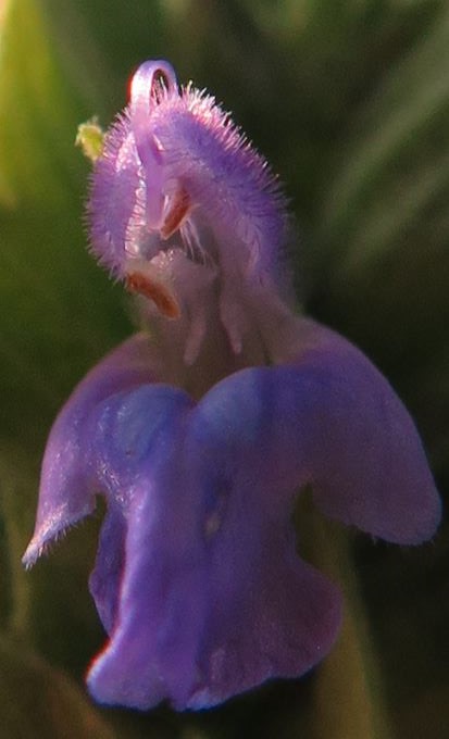 KIT Botanischer Garten Das sind unsere Pflanzen Portraits  